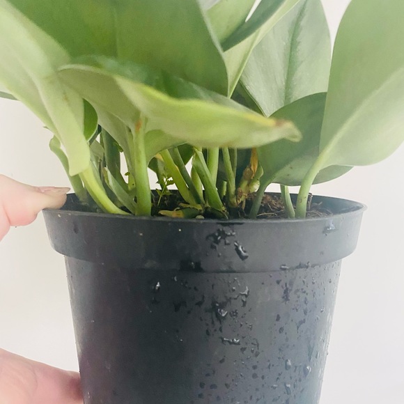 Scindapsus Treubii Moonlight 6" Pot - Picture 4 of 7